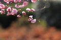 Prunus mume MeirenÃ¯Â¼ËPrunus Ãâ blireana cv. MeirenÃ¯Â¼â°